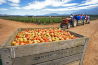 Cape Province, South Africa