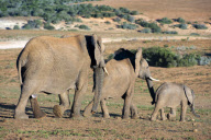 Cape Province, South Africa