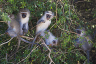Cape Province, South Africa