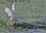 Unlucky bird lands in wrong place, Florida, America - 08 Apr 2010