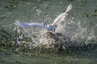 Unlucky bird lands in wrong place, Florida, America - 08 Apr 2010