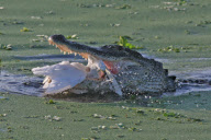 Unlucky bird lands in wrong place, Florida, America - 08 Apr 2010