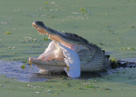 Unlucky bird lands in wrong place, Florida, America - 08 Apr 2010