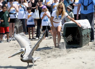Pamela Anderson Takes To The Beach To Support PETA!