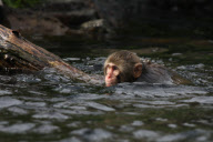 Oz the snow monkey learns to swim, Central Park Zoo, New York, America - 02 May 2010