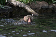 Oz the snow monkey learns to swim, Central Park Zoo, New York, America - 02 May 2010
