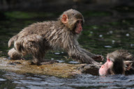 Oz the snow monkey learns to swim, Central Park Zoo, New York, America - 02 May 2010