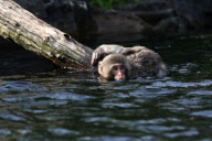 Oz the snow monkey learns to swim, Central Park Zoo, New York, America - 02 May 2010