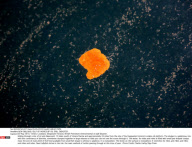 NEW ORLEANS: GULF OF MEXICO BP OIL SPILL DISASTER