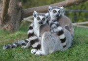 New baby lemur born at Amazon World Zoo Park, Sandown, Isle of Wight, Britain - 02 May 2010