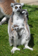 New baby lemur born at Amazon World Zoo Park, Sandown, Isle of Wight, Britain - 02 May 2010