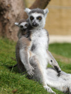 New baby lemur born at Amazon World Zoo Park, Sandown, Isle of Wight, Britain - 02 May 2010
