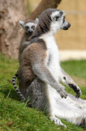 New baby lemur born at Amazon World Zoo Park, Sandown, Isle of Wight, Britain - 02 May 2010