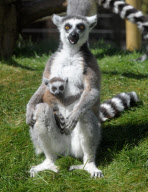 New baby lemur born at Amazon World Zoo Park, Sandown, Isle of Wight, Britain - 02 May 2010