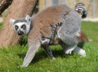 New baby lemur born at Amazon World Zoo Park, Sandown, Isle of Wight, Britain - 02 May 2010