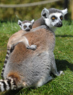 New baby lemur born at Amazon World Zoo Park, Sandown, Isle of Wight, Britain - 02 May 2010