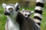 New baby lemur born at Amazon World Zoo Park, Sandown, Isle of Wight, Britain - 02 May 2010