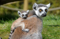 New baby lemur born at Amazon World Zoo Park, Sandown, Isle of Wight, Britain - 02 May 2010
