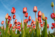 Fields of tulips waiting to be picked, Dune and Bulb Region, southern Netherlands - 05 May 2010