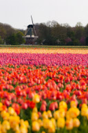 Fields of tulips waiting to be picked, Dune and Bulb Region, southern Netherlands - 05 May 2010