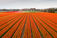 Fields of tulips waiting to be picked, Dune and Bulb Region, southern Netherlands - 05 May 2010