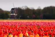 Fields of tulips waiting to be picked, Dune and Bulb Region, southern Netherlands - 05 May 2010
