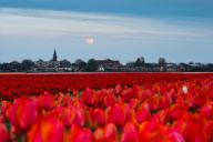 Fields of tulips waiting to be picked, Dune and Bulb Region, southern Netherlands - 05 May 2010