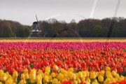 Fields of tulips waiting to be picked, Dune and Bulb Region, southern Netherlands - 05 May 2010