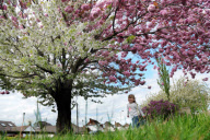 Flowering cherry tree produces pink blossoms on one half and white on the other, Portchester, Hampshire, Britain - 08 May 2010