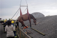 Firefighters called to rescue horse from pig sty roof, Silverstone, Northamptonshire, Britain - 16 May 2010