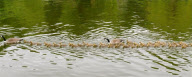 Canada geese couple with very large brood of goslings on the River Thames at Caversham, Reading, Britain - 20 May 2010