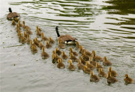 Canada geese couple with very large brood of goslings on the River Thames at Caversham, Reading, Britain - 20 May 2010