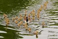 Canada geese couple with very large brood of goslings on the River Thames at Caversham, Reading, Britain - 20 May 2010