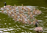 Canada geese couple with very large brood of goslings on the River Thames at Caversham, Reading, Britain - 20 May 2010
