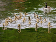 Canada geese couple with very large brood of goslings on the River Thames at Caversham, Reading, Britain - 20 May 2010