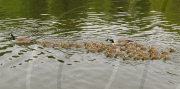 Canada geese couple with very large brood of goslings on the River Thames at Caversham, Reading, Britain - 20 May 2010