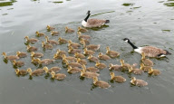 Canada geese couple with very large brood of goslings on the River Thames at Caversham, Reading, Britain - 20 May 2010
