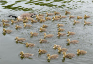 Canada geese couple with very large brood of goslings on the River Thames at Caversham, Reading, Britain - 20 May 2010