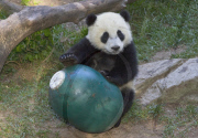 Yun Zi the panda cub plays with donated toy, San Diego Zoo, America - 24 May 2010