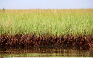LA : FROM BARATARIA BAY TO GRAND ISLE