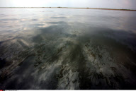 LA : FROM BARATARIA BAY TO GRAND ISLE