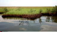 LA : FROM BARATARIA BAY TO GRAND ISLE