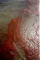 LA: OIL WASHES ASHORE ON GRAND ISLE, LOUISIANA