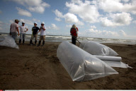 LA: OIL WASHES ASHORE ON GRAND ISLE, LOUISIANA