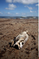 LA: OIL WASHES ASHORE ON GRAND ISLE, LOUISIANA