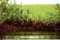 LA : FROM BARATARIA BAY TO GRAND ISLE