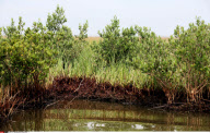 LA : FROM BARATARIA BAY TO GRAND ISLE