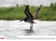 LA: GULF OF MEXICO BP OIL SPILL DISASTER
