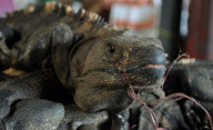 (5)NICARAGUA-FOOD CULTURE-LIZARDS