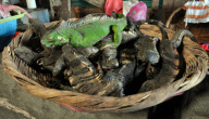 (6)NICARAGUA-FOOD CULTURE-LIZARDS